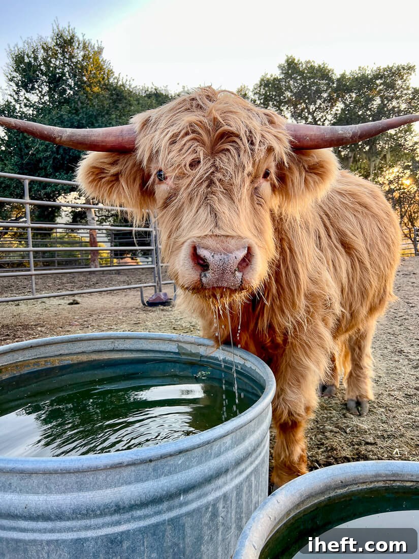 A fluffy Scottish Highland cow, with its distinctive shaggy coat and long fringe, drinks water at the Carmel Valley Ranch, embodying rustic charm.