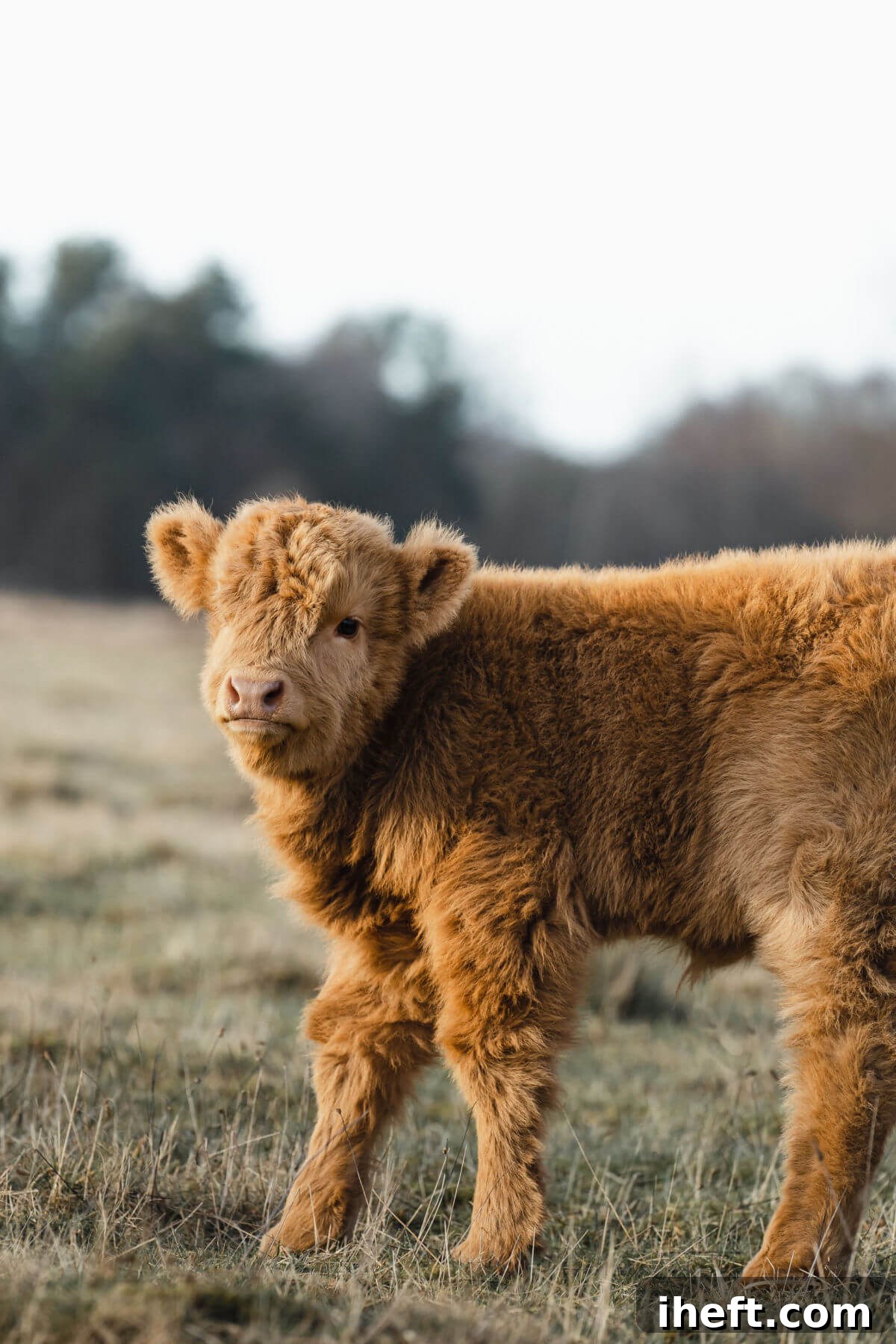 A fluffy baby Scottish Highland calf, with its characteristic long hair and innocent eyes, walks through a vibrant green field in Scotland.