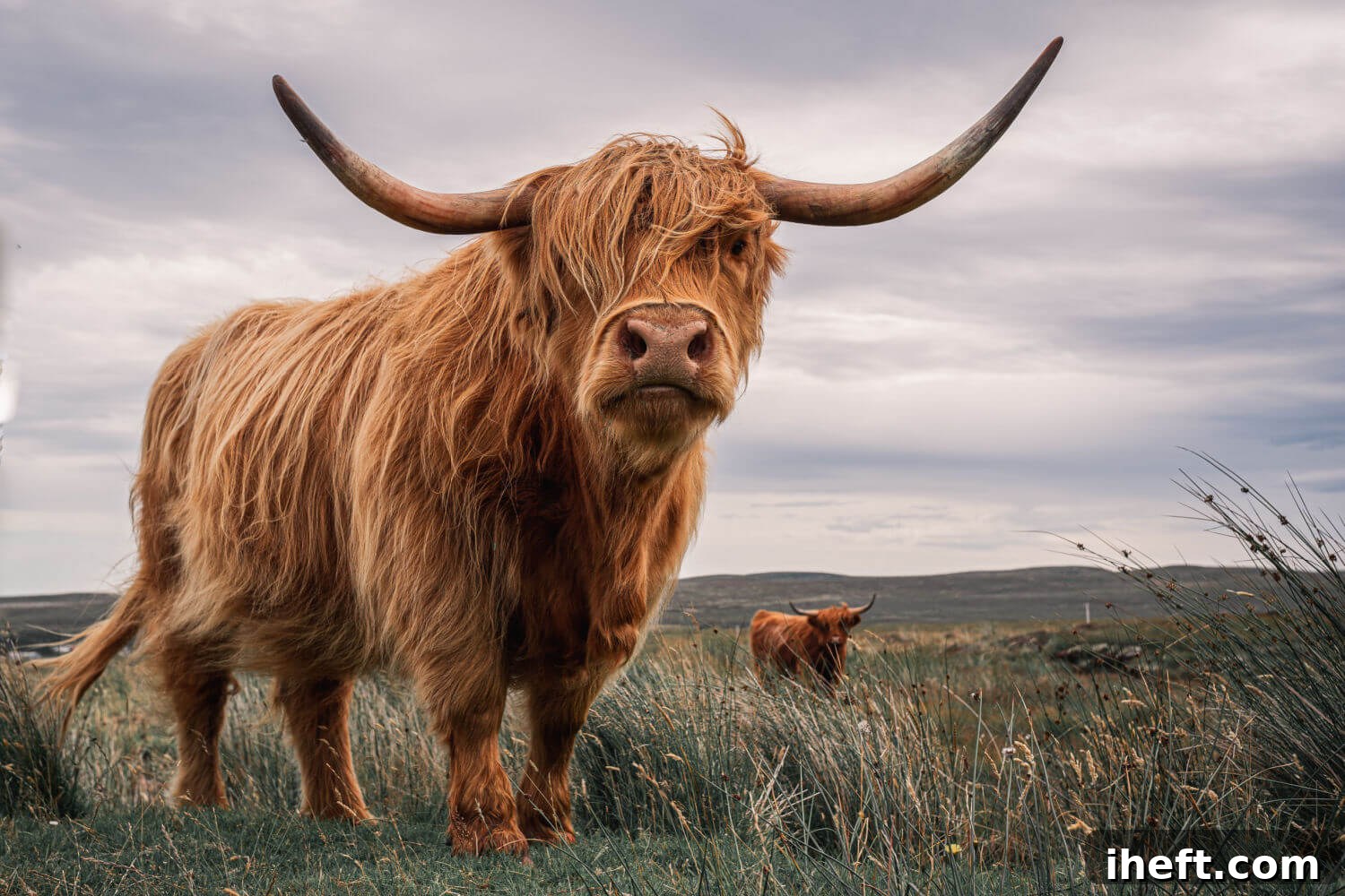 A majestic, long-haired Scottish Highland cow with impressive horns stands gracefully in a lush field in Scotland, with another cow grazing peacefully in the distant background.