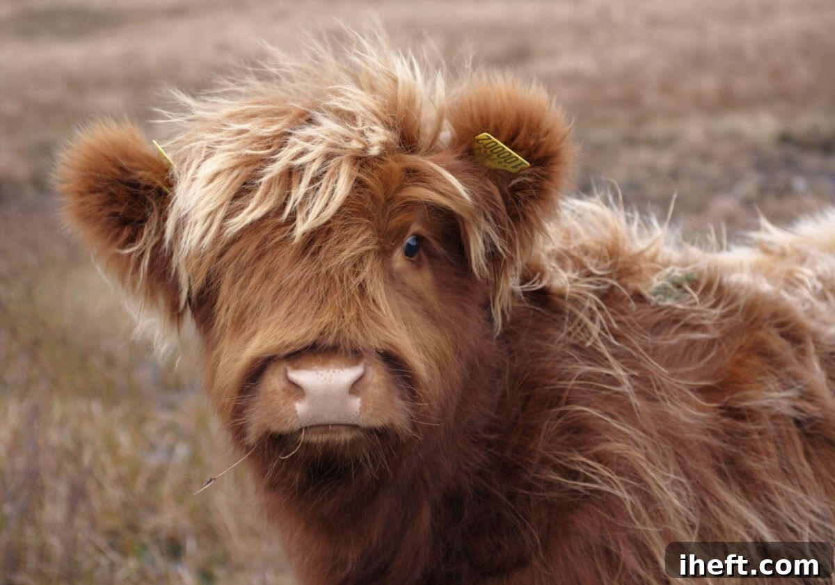 A close-up of a ginger fluffy baby Scottish Highland Cow, with its endearing long fringe covering its eyes, stands peacefully in a vibrant green field.