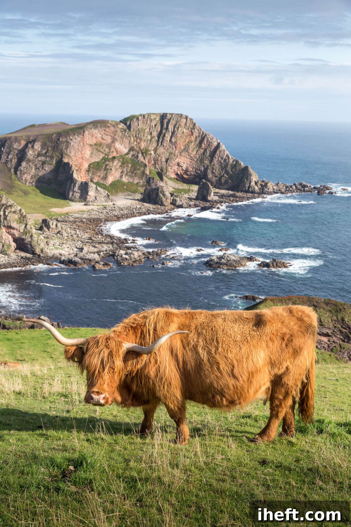 An adult long-haired Scottish Highland cow with magnificent horns stands proudly on the rugged coastline of Islay, Inner Hebrides, Scotland, embodying the wild beauty of its ancestral homeland.