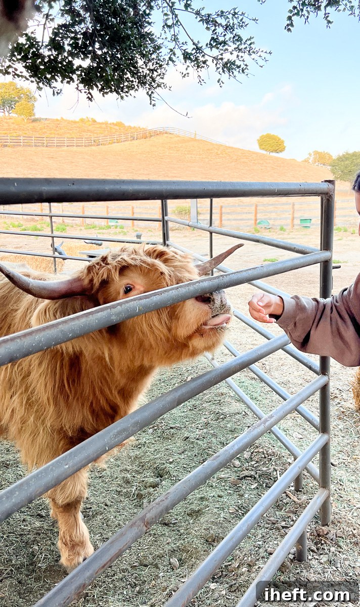 A friendly mini Highland cow gently licks a girl's hand inside a pen in California, highlighting their docile nature and suitability for interactive experiences.