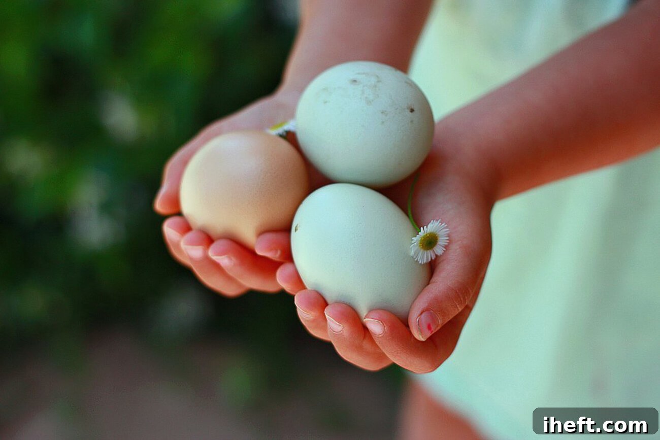 A young girl's hands gently cradle three backyard chicken eggs, including striking blue and brown Easter Egger eggs, alongside small green leaves.