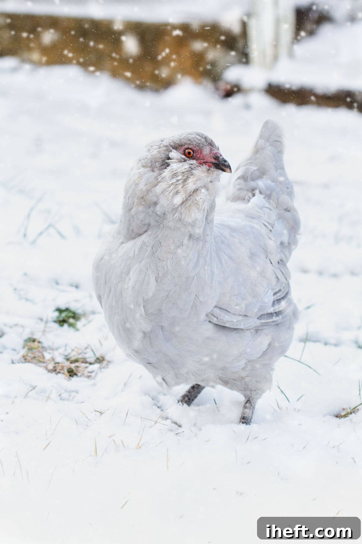 A beautiful self-blue or lavender Easter Egger chicken standing gracefully in the snow.