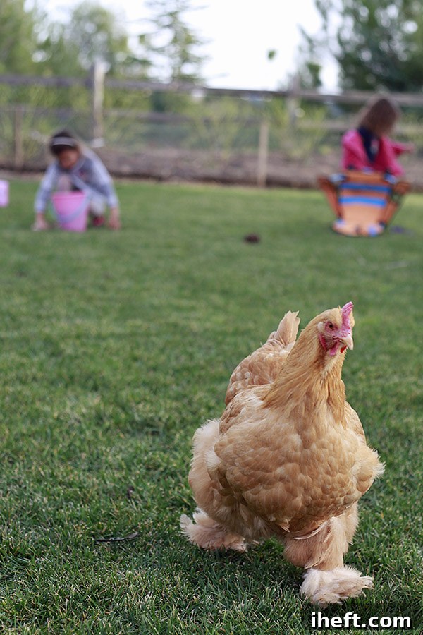 A furry footed buff cochin chiken runs in a backyard while little girls play in the background. 