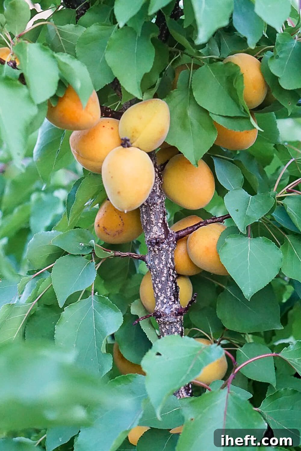 An apricot tree with ripe apricots during the summer. 
