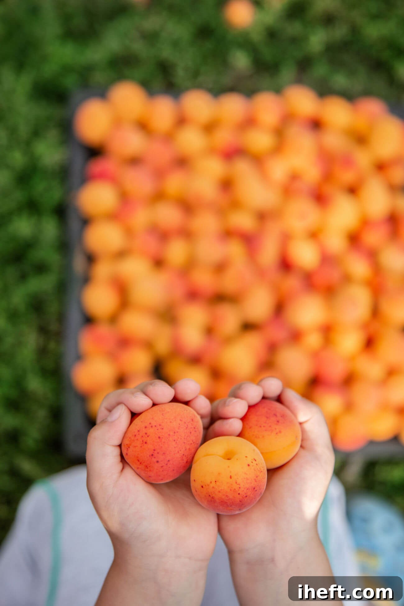 A child's hands hold three ripe apricots. Many freshly picked apricots can be seen in the background on the grass. 