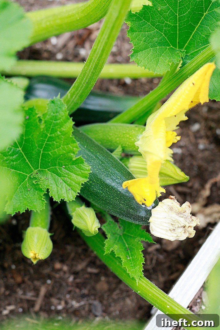 A close-up shot of a healthy zucchini plant in a vibrant garden, showcasing the fresh produce ideal for summer pasta dishes.