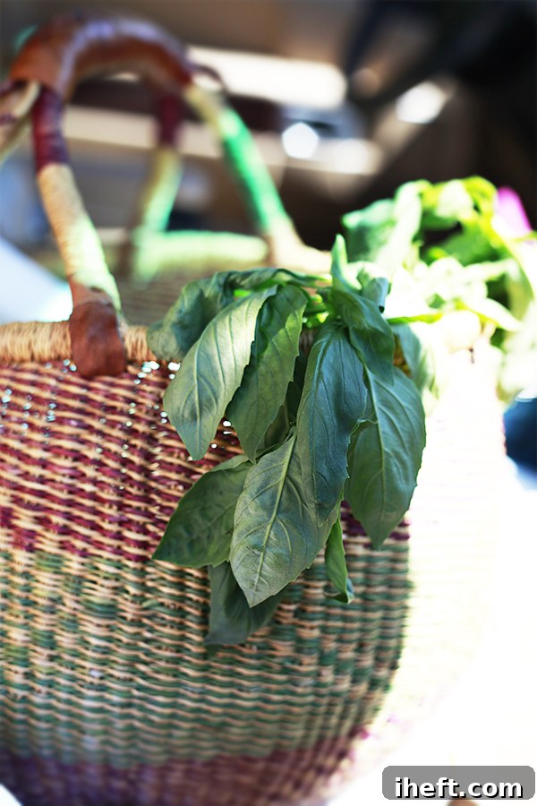 A bunch of fresh farmers market basil for homemade pesto. 