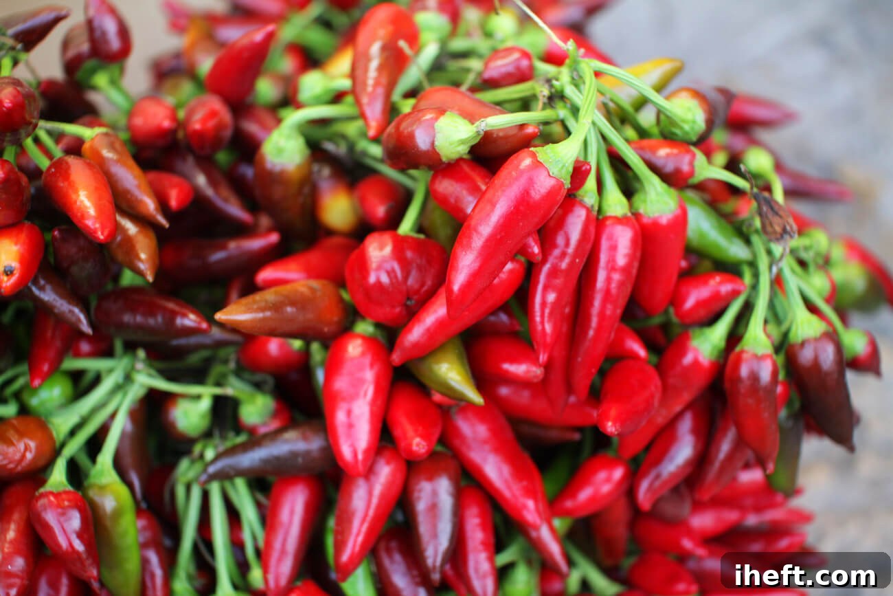 Bunches of fresh red Italian Peperoncino chili peppers. 
