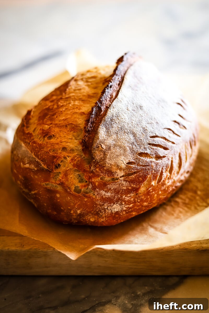 Freshly baked homemade sourdough bread in a Dutch oven lined with parchment paper on a cooling rack.