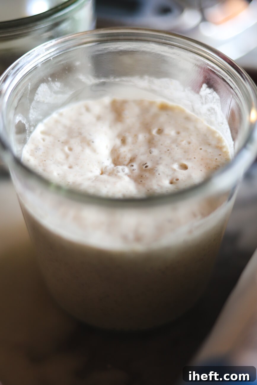A glass jar filled with sourdough starter levain that is at its peak for baking bread.