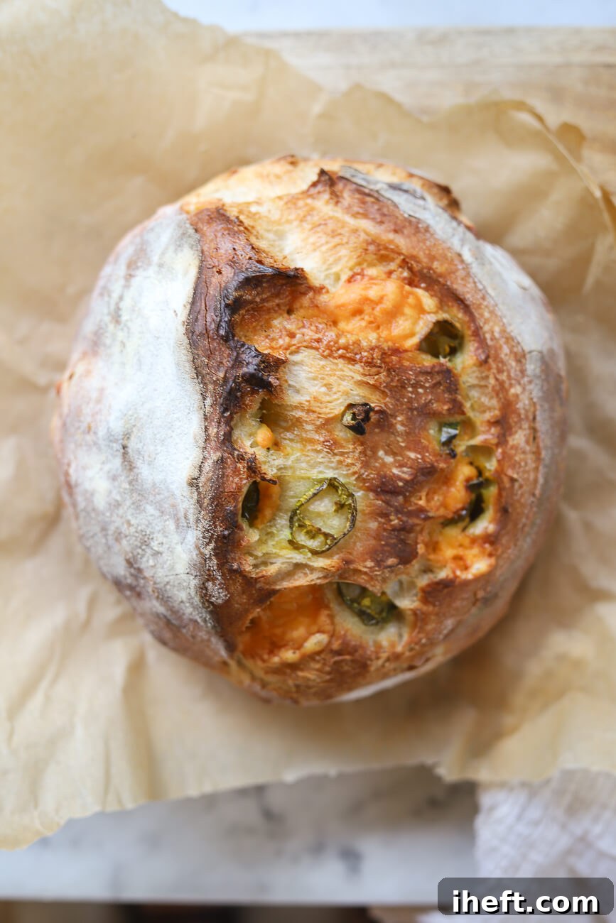 A loaf of freshly baked jalapeno cheddar sourdough bread on a piece of parchment paper.