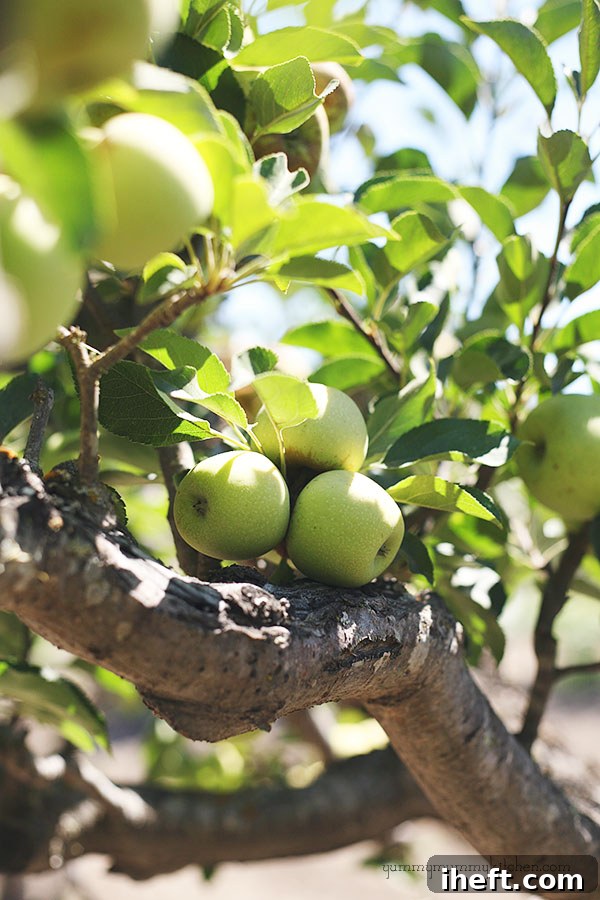 Green apple tree. Find out what type of apples work best in homemade crockpot applesauce. 