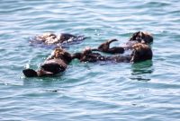 Morro Bay Insider Guide: Things to Do in California