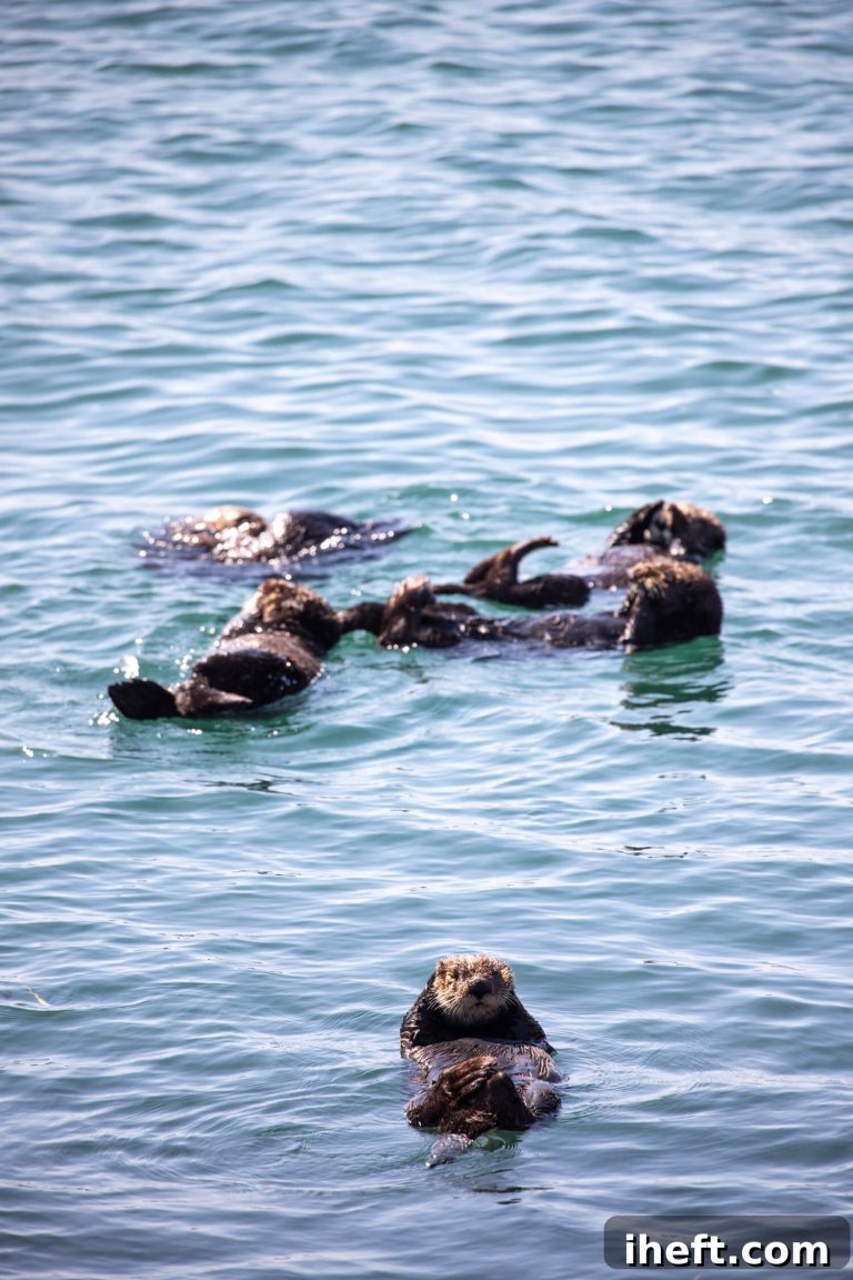 Morro Bay Insider Guide: Things to Do in California