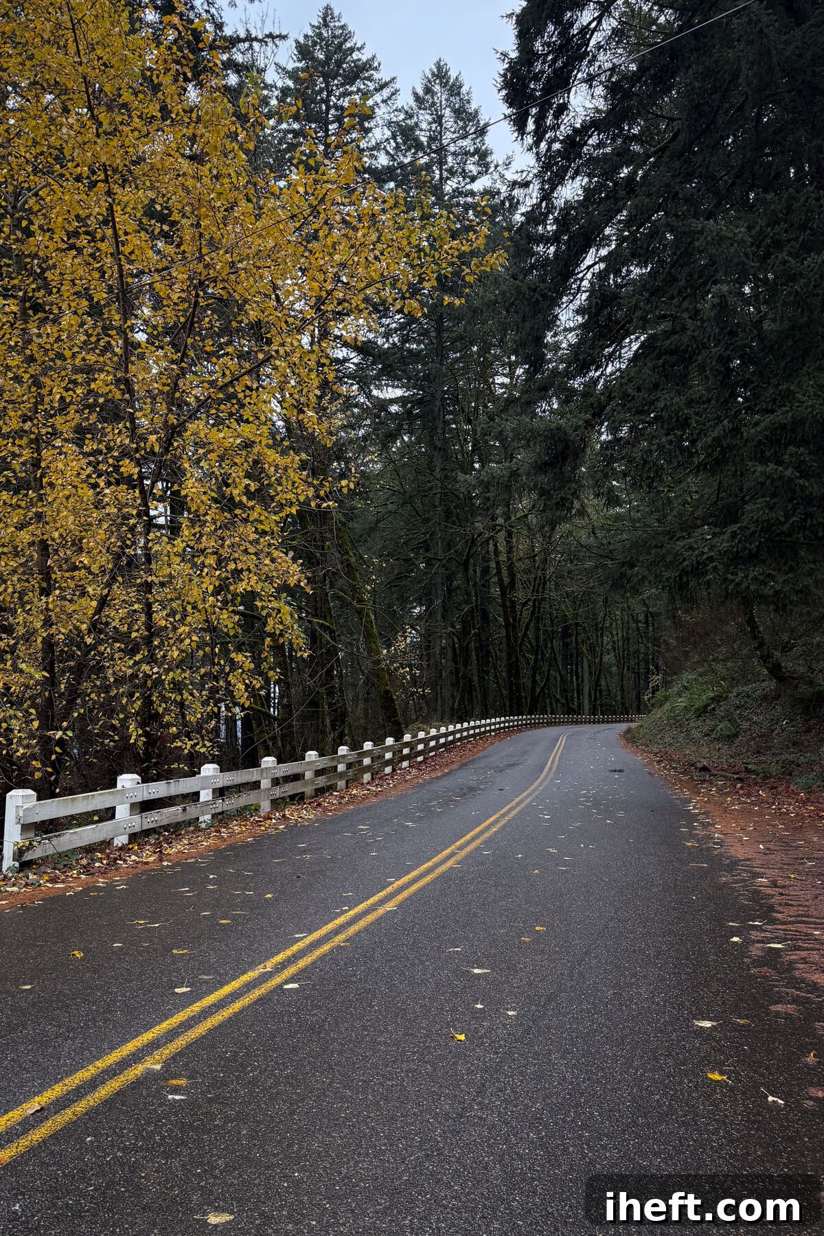 Colorful trees line a wet Historic Columbia River Highway.